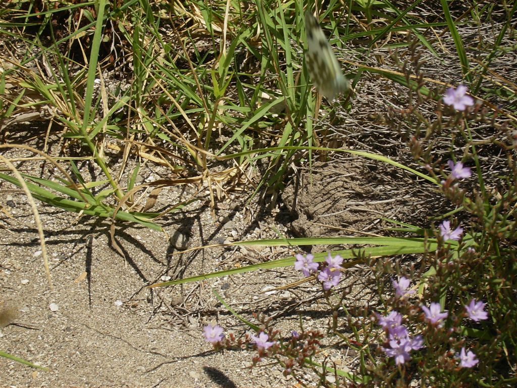 Fiorellini di mare: Limonium sp.